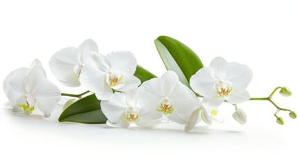 Obraz premium Flowers orchid branch floral isolated on white wallpaper background