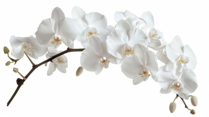 Naklejka na ściany i meble Flowers orchid branch floral isolated on white wallpaper background