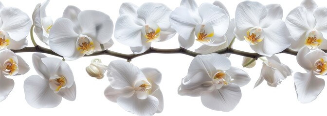 Flowers orchid branch floral isolated on white wallpaper background