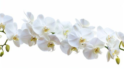Obraz premium Flowers orchid branch floral isolated on white wallpaper background