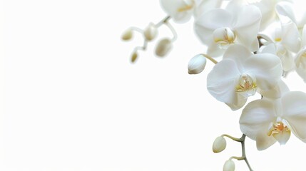 Obraz premium Flowers orchid branch floral isolated on white wallpaper background