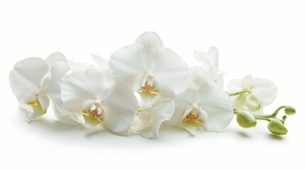 Flowers orchid branch floral isolated on white wallpaper background