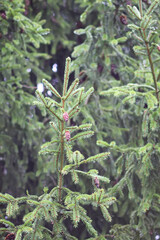 Green branches of a fir tree close-up. Evergreen coniferous tree in a summer forest.