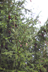 Green branches of a fir tree close-up. Evergreen coniferous tree in a summer forest.