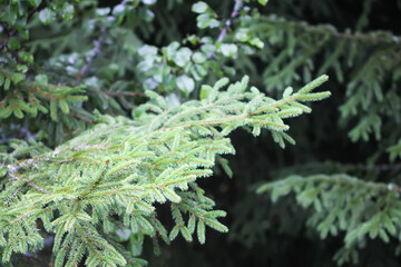 Green branches of a fir tree close-up. Evergreen coniferous tree in a summer forest.