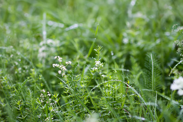 Wildflowers and plants on summer field.