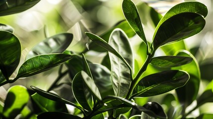 Close-up of glossy ZZ Plant leaves, mid-morning light, macro lens, soft focus, natural texture detail. 