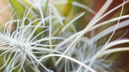 Close-up of Tillandsia tectorum, mid-morning light, macro lens, fuzzy white leaves, soft focus. 