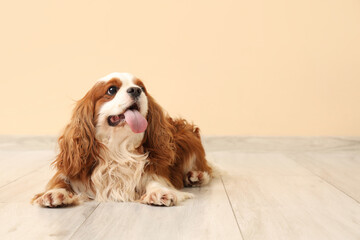 Adorable cavalier King Charles spaniel near beige wall at home