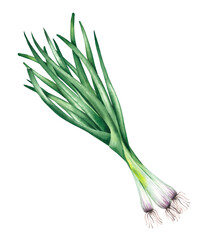Green onion watercolor vegetable onion with pieces