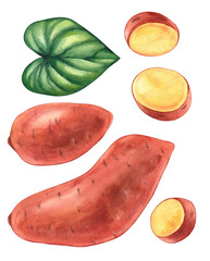 Watercolor babat sweet potato yam