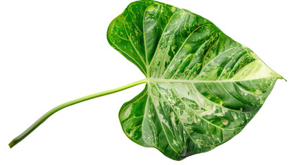 Green leaf on white background