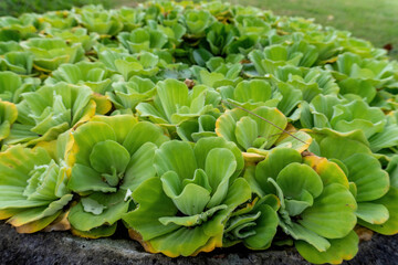 Close up Water lettuce or Pistia stratiotes Linnaeus on the water and water drop on itself. Water plant