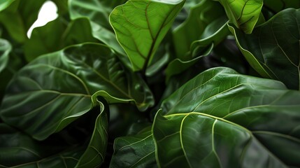 Obraz premium Detailed view of fiddle leaf fig, soft afternoon light, macro shot, intricate leaf patterns, rich green hues. 