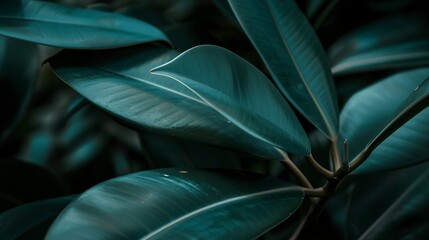Focused view of rubber plant leaf, gentle dusk light, macro shot, deep green, smooth surface, sharp edges. 