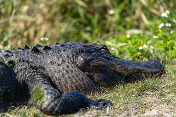 A large powerful leathery adult alligator basking in the sun in a marsh. The semi-aquatic reptile has a muscular body with a broad flat head and u-shape snout. The skin has dark grey scales. 