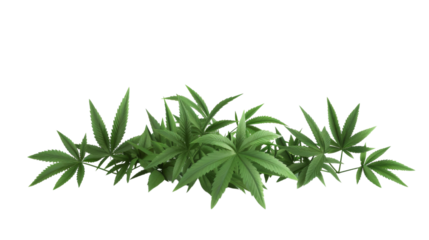 Marijuana plants on white backgound
