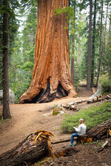 Time of reflection in nature. General Grant Grove, Kings Canyon National Park 