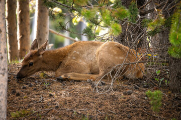Baby elk 
