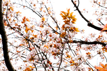 Branches of sakura flowers, cherry blossom