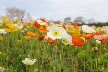Beautiful poppy flower garden. The Expo 70 Commemorative Park, Osaka, Japan
