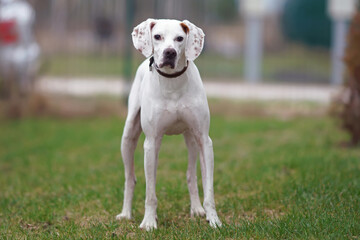 White and orange English Pointer dog with a brown collar posing outdoors standing on a green grass in spring