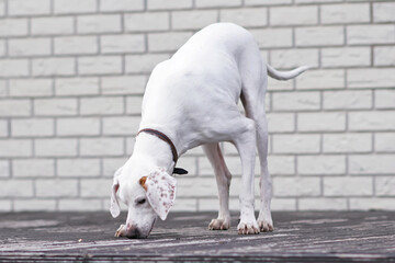 White and orange English Pointer dog posing outdoors standing on a wooden terrace and sniffing the floor