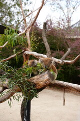 Animals in Australia