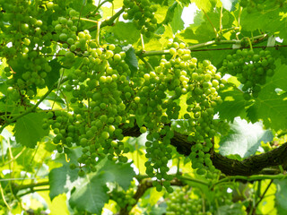 実りを付けた夏の葡萄畑