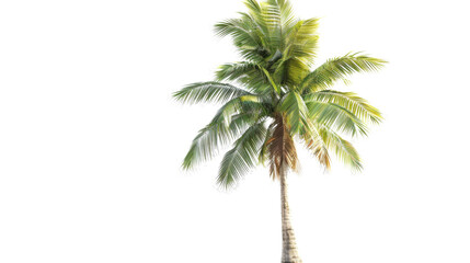 Palm coconut tree , summer concept on white background 