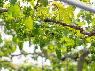 実りを付けた夏の葡萄畑