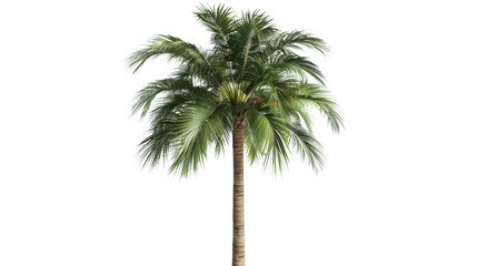 Palm coconut tree , summer concept on white background 