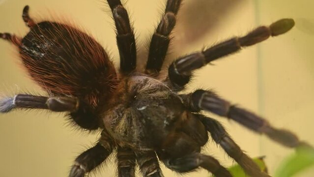 Rose hair tarantula or Chilean fire tarantula slowly moving. Close up macro shot of the hairy body and legs crawling. Hobby and Arachnophobia fear of spiders or Entomophobia. Creepy-crawly creature.