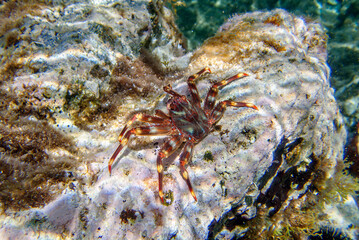 Sally Lightfoot Crab (Percnon gibbesi), invaded species in Sithonia, Greece. Underwater photography