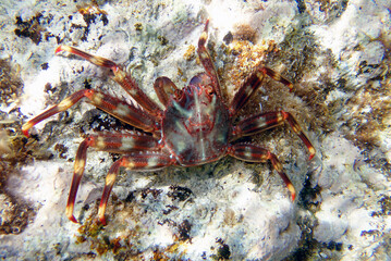 Sally Lightfoot Crab (Percnon gibbesi), invaded species in Sithonia, Greece. Underwater photography