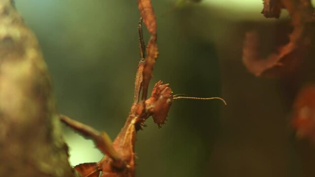 Stick Insect Devil Catalepsy Images – Browse 105 Stock Photos, Vectors, and Video | Adobe ...