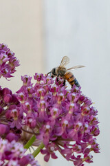Honey bee collecting pollen from pink milkweed flowers in summer pollinator garden