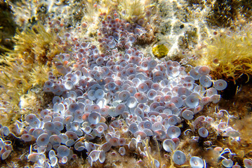 Acetabularia mediterranea - The Mediterranean sea algae