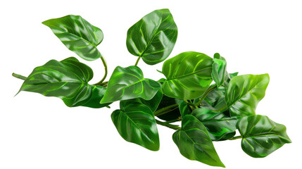Fototapeta premium Philodendron plant on white background