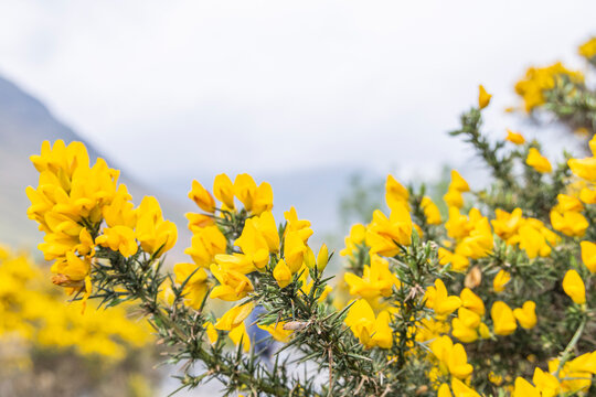 Scotch Broom blooming in Lake District National Park.