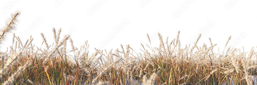 Wall mural tall grass field isolated