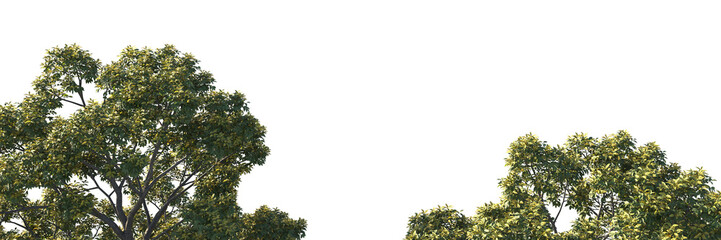 branches isolated, tree top