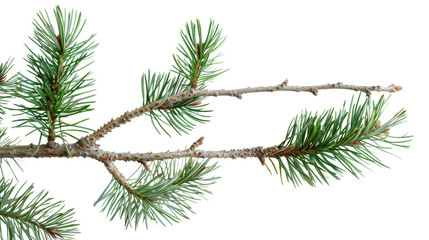 Naklejka premium Pine tree branch on white background 