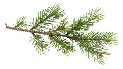 Pine tree branch on white background 