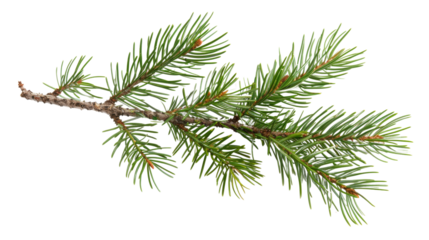 Pine tree branch on white background 