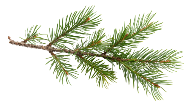 Pine tree branch on white background 