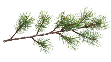 Obraz premium Pine tree branch on white background 