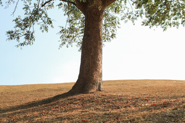 Under lonely tree on the hill with shadow and sunlight. Beautiful summer fields Minimal landscape....