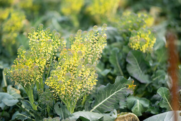 ブロッコリーの花