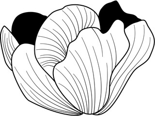 Obraz premium flower petal continuous line drawing